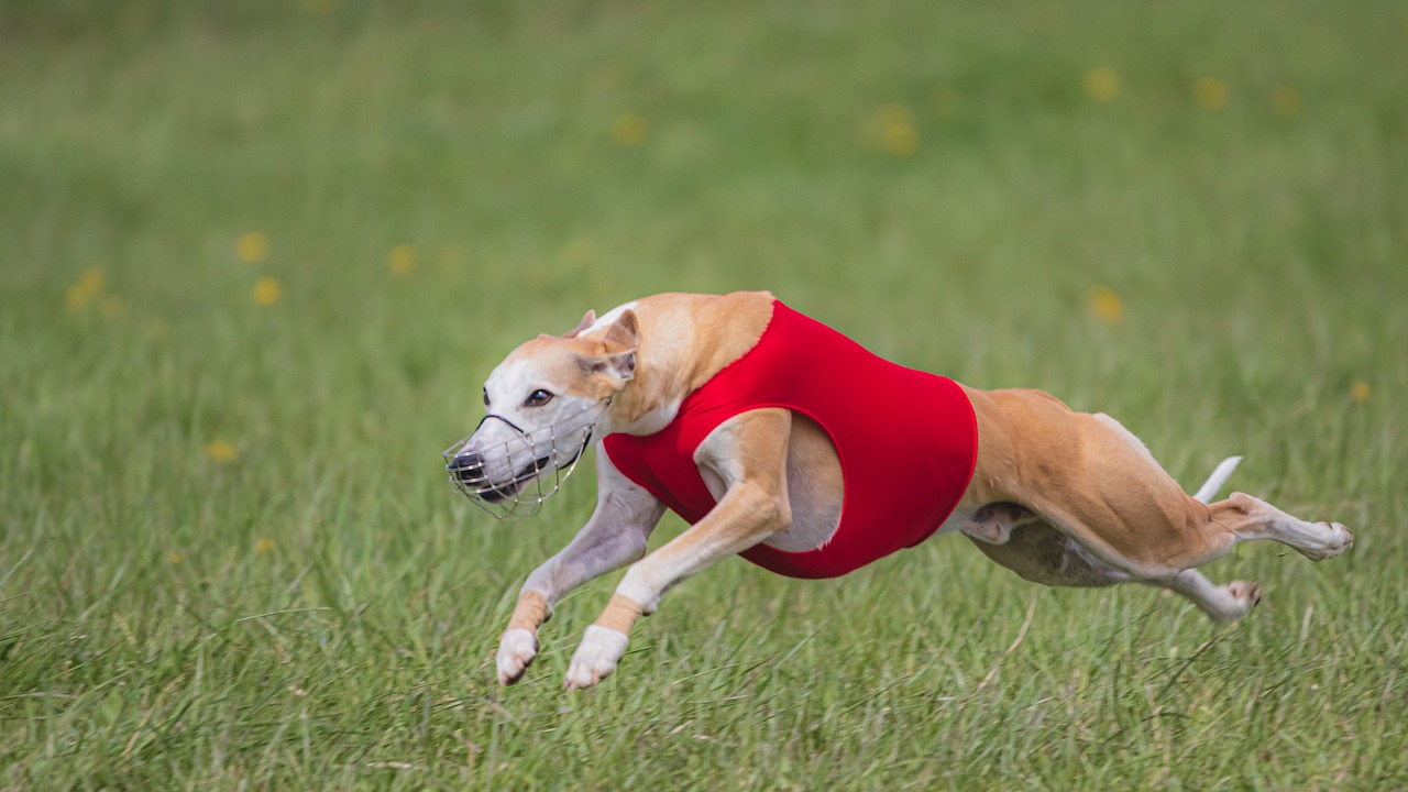 How to Choose Pet-Friendly Parks for Outings